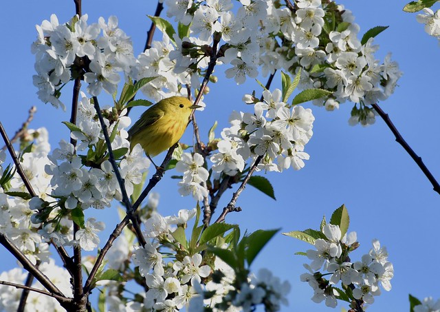 Yellow Warbler And Cherry Blossoms