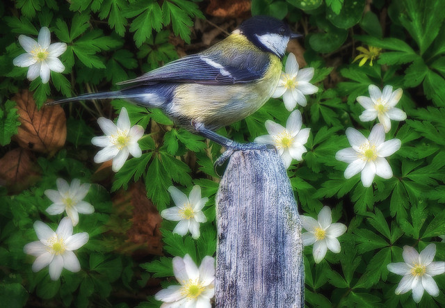 Great tit and wood anemones