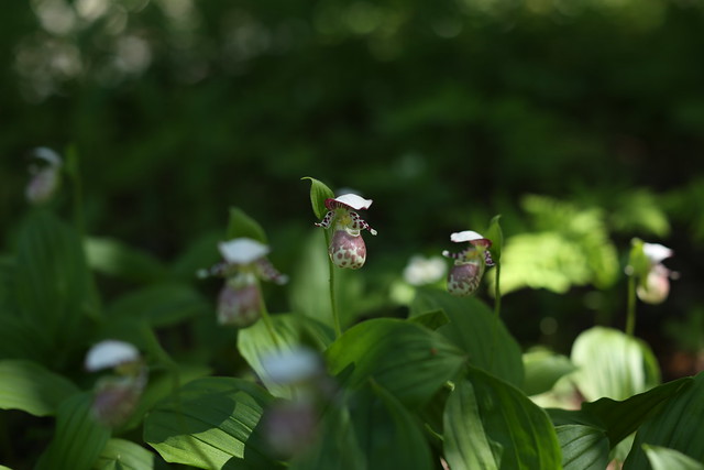 Spotted Lady's Slipper