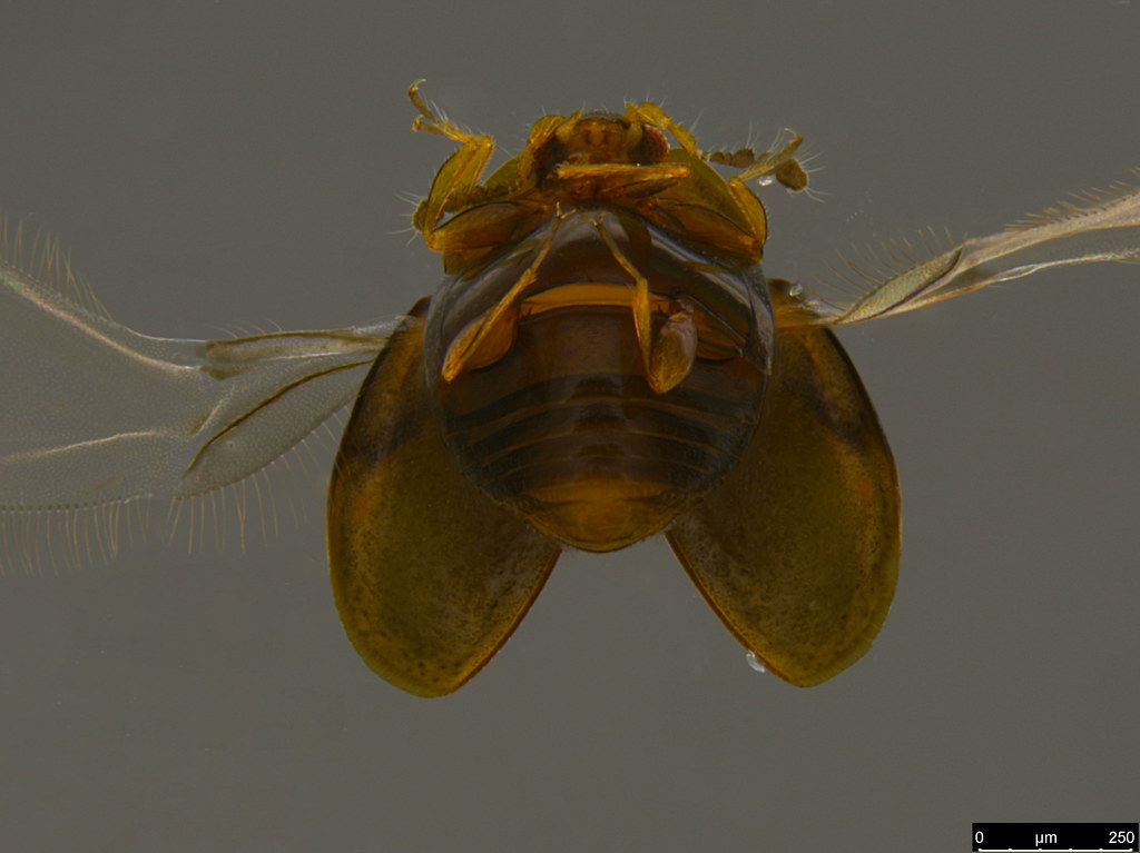 1d - Coleoptera sp.