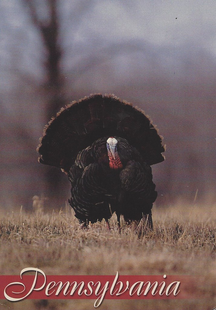 Turkey Flicker Turkeys | Flickr