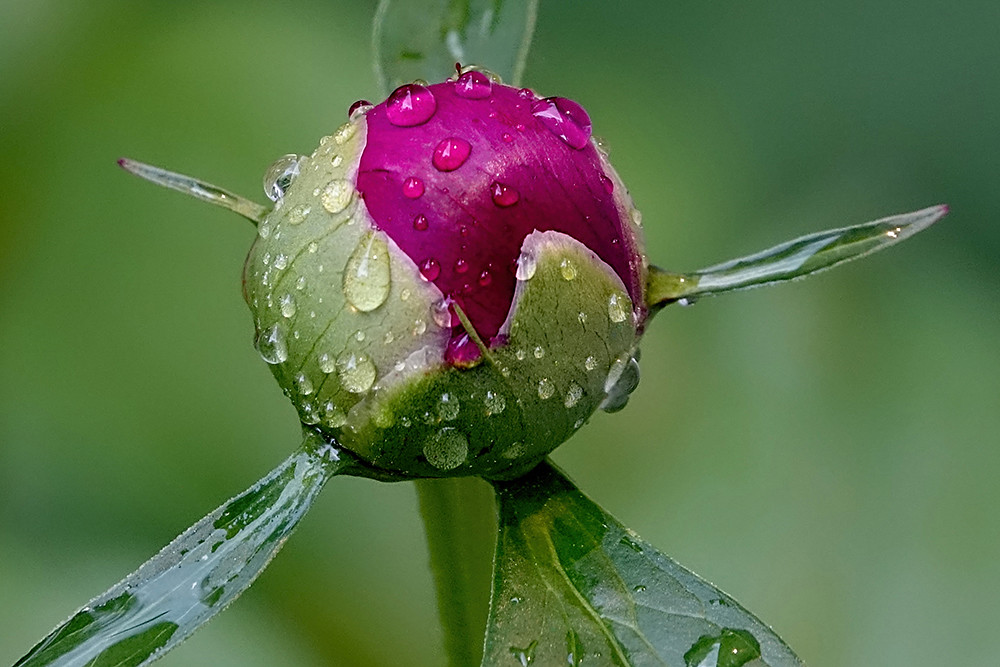 A Peonie Rose About To Bloom