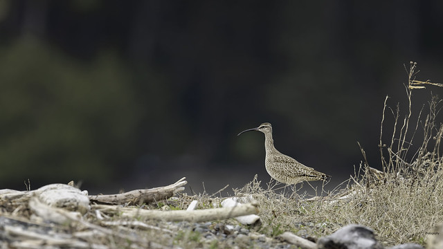 A whimbrel at the beach - birdscape style