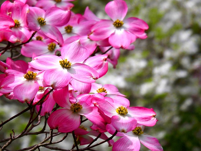 Pink Spring Dogwood