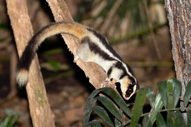 Striped Possum (Dactylopsila trivirgata)