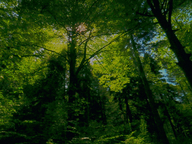The forest at Góra Parkowa/Parkowa Mountain/ in Krynica Zdrój/Southern Poland