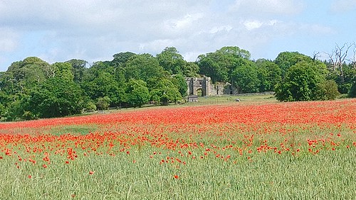 Field full of poppies, with Halnaker House ruins SWC Walk 239 Halnaker to Chichester and Goodwood