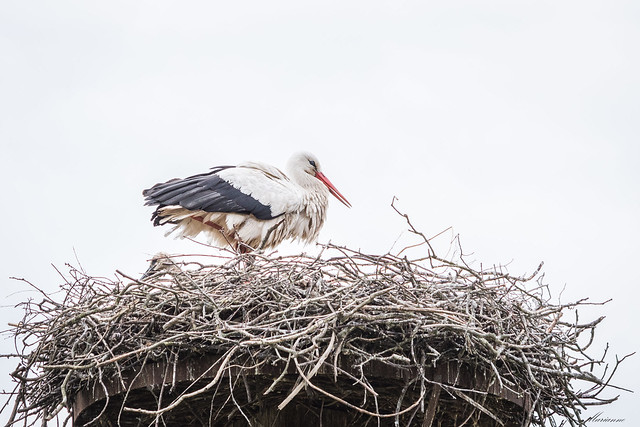 Stork with young ones