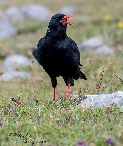 DSC3159  Chough... | by Jeff Lack Wildlife&Nature