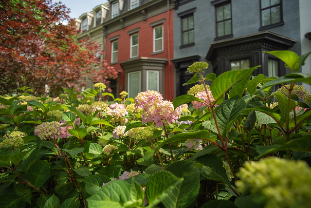 Flowers Along S Street, NW