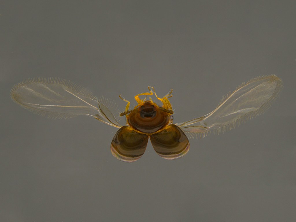 1b - Coleoptera sp.