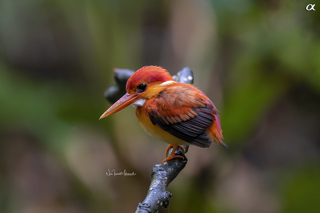 Rufous-backed kingfisher