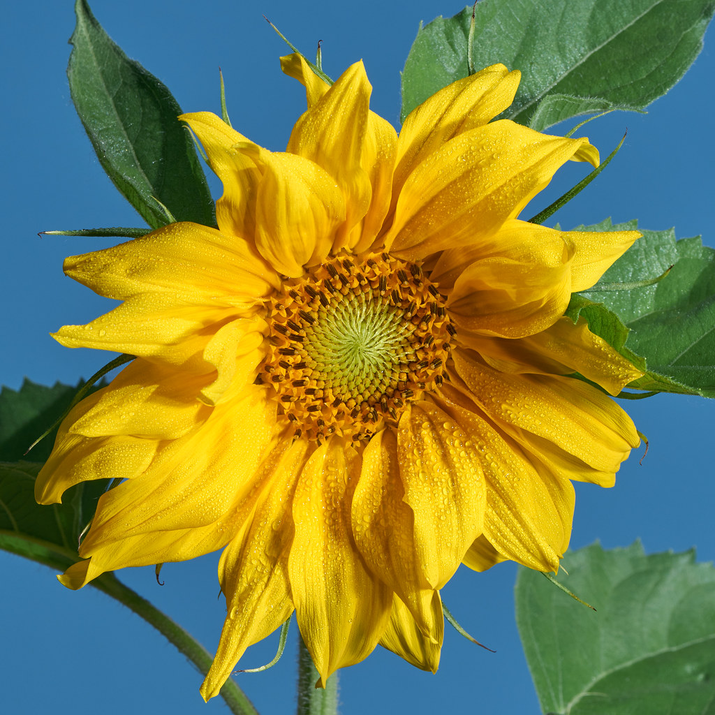 bright yellow sunflower