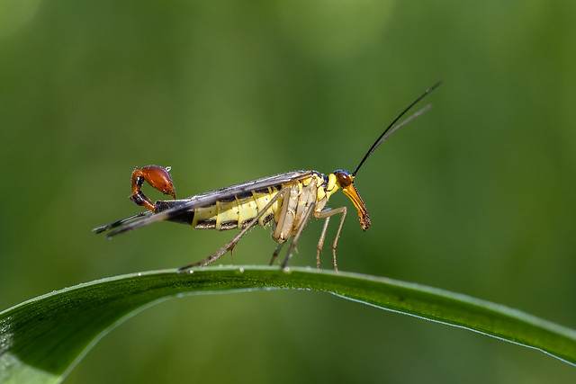 male scorpion fly