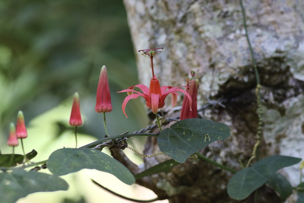 Virgin Island Passionflower (Passiflora murucuja), Caño Hondo, Parque Nacional Los Haitises, Hato Mayor, Dominican Republic