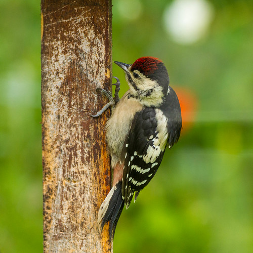 woodpecker chick-2