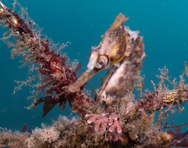 Hippocampus whitei seahorse #marineexplorer