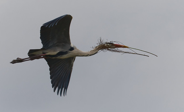 Grey heron flying with a lot of nesting material on an overcast day. In explore June 14/22