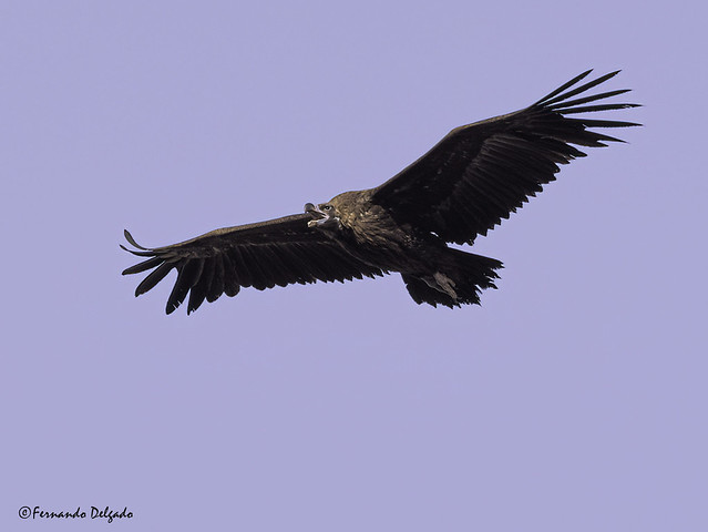 abutre-preto (Aegypius monachus) | Cinereous vulture