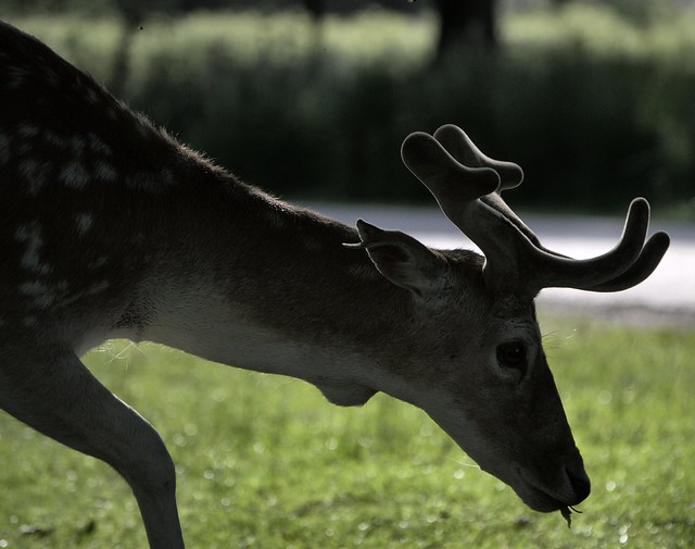 Fallow Deer, Bradgate Park