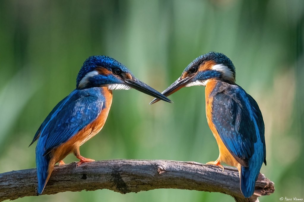 The amazing colors of a Kingfisher,....male and female.