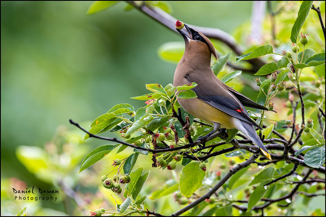 Cedar Waxwing with Service Berry