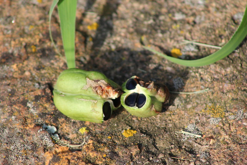 yucca seed pod
