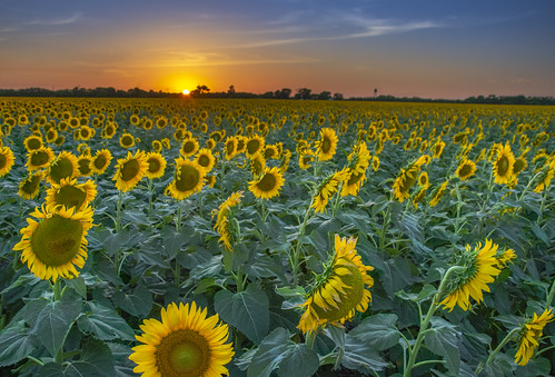 Sunflowers at Sundown by jdnelms62, Sunflowers in a large farm field outside Palmer, Texas.sunflowers texas sunset sundown sunflower