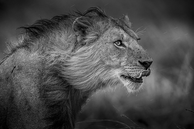 Le regard d'un lion du Masai Mara