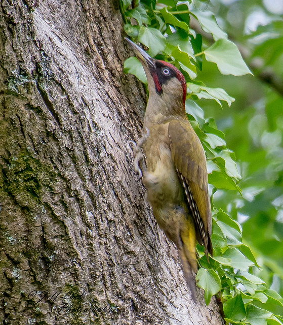 DSC6737 Green Woodpecker..