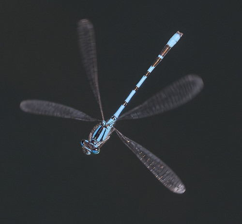 dragonfly odonata blue thrupplake earthtrust radleylakes