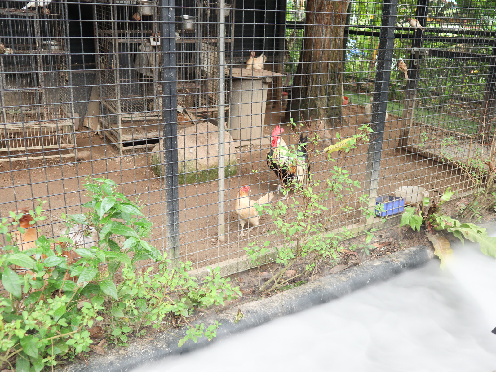 Lucky Saigon Cafe - chickens cage