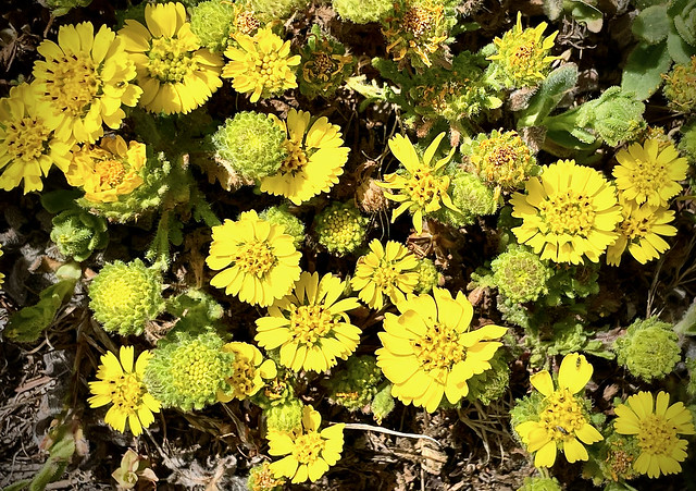 Tarweed daisies, on the blufftop