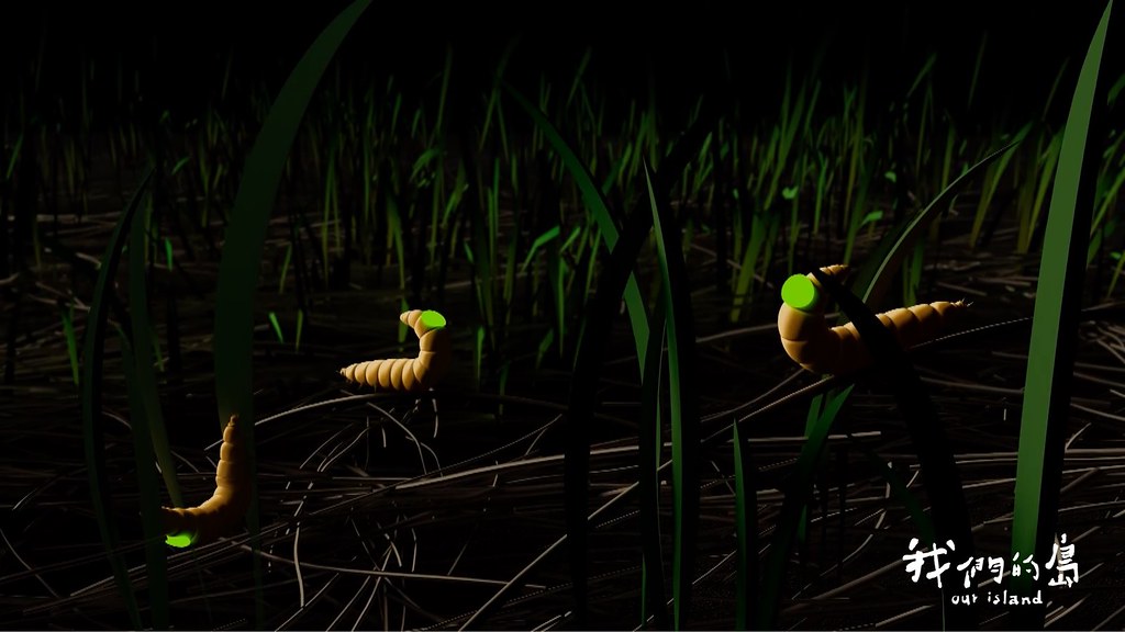 天全黑後，雌蟲會移動到道路兩側草叢等較開闊的地方，舉起尾部的大型發光器，開始發光。