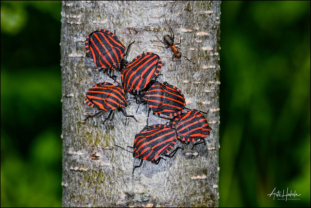 Striped bugs congregate