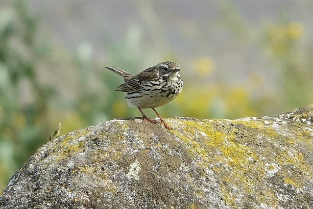 Pipit at the Lighthouse