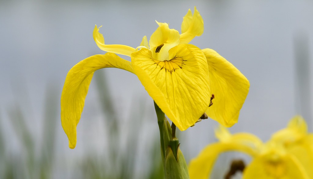 An der Badestelle Fresendelf - Sumpf-Schwertlilie (Iris pseudacorus); Nordfriesland (22a)