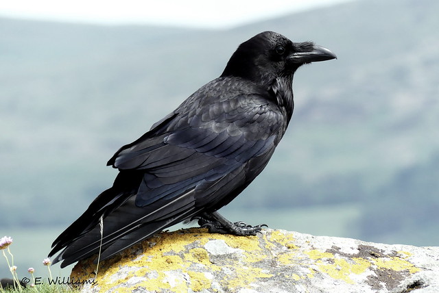 Raven, Great Cumbrae