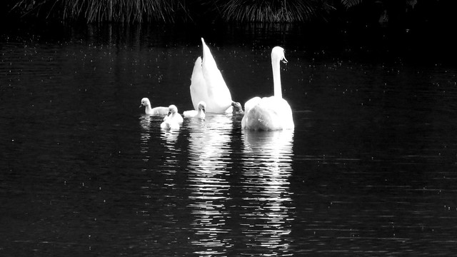 Swans at Otterhead lakes