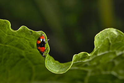harlequin ladybird (Harmonia axyridis)