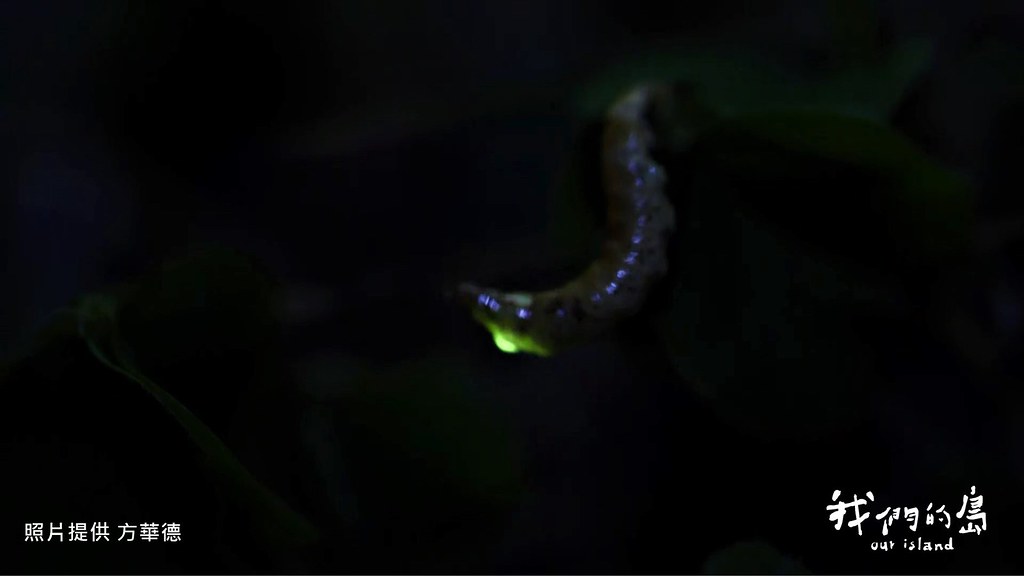 馬祖列島的雌光螢。