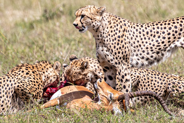 Cheetahs with breakfast 2019