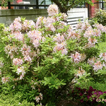 Rhododendron Light Rose at the UBC, Vancouver, Canada