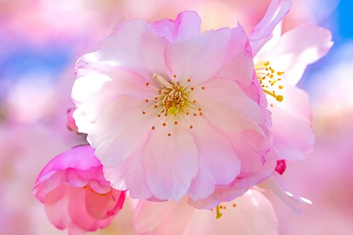 Buy Fine Art Prints - Pink Flower Cherry Blossom Pictures