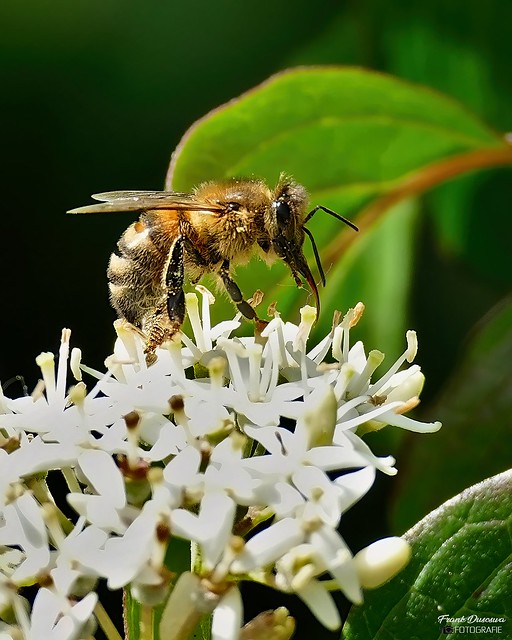 Western Honey Bee - Europese Honingbij.
