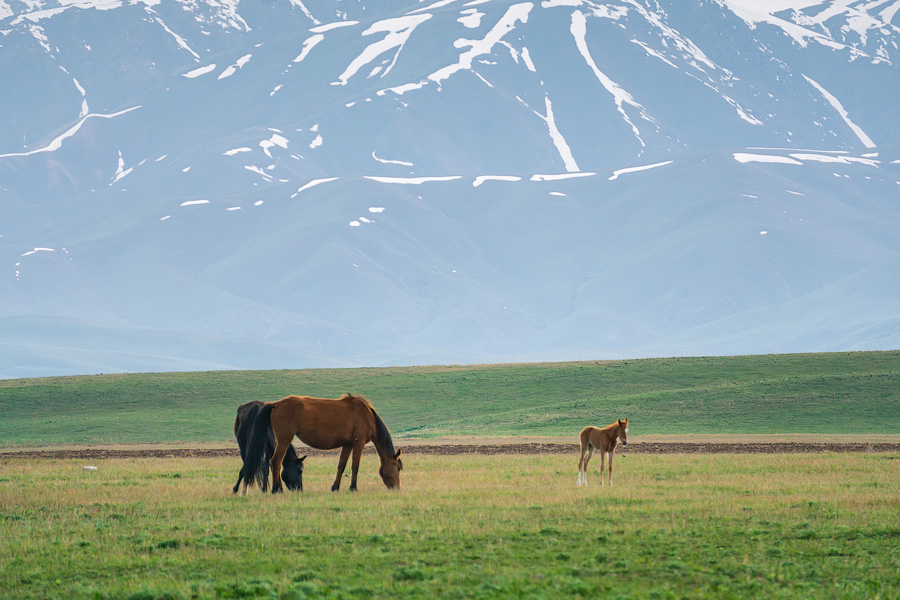 Суусамырская долина. Киргизия