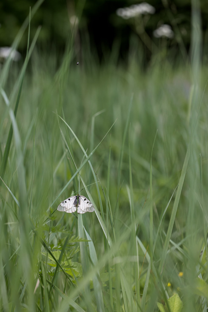 Parnassius mnemosyne | mnemosynefjäril | Clouded Apollo