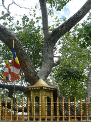 Anuradhapura Bo Tree at Jaya Sri Maha Bodhi (2)