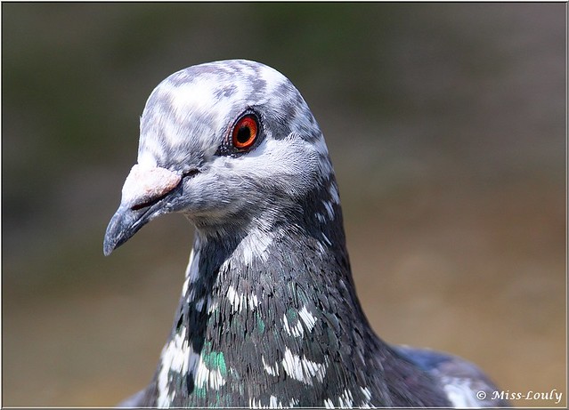 Portrait d'un pigeon... (à voir en grand)