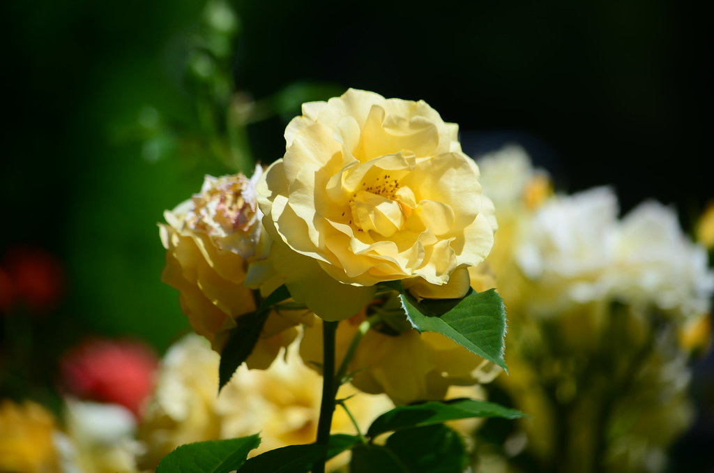 Davis Johnson Gardens | Simply all Roses...... | Flickr